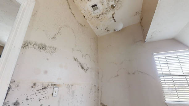 Reliable Derby, CT Mold Removal Solutions