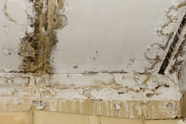 Best Industrial Mold Remediation  in Derby, CT