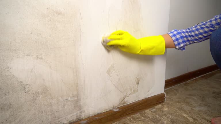 Best Mold-Related Health Consultation  in Derby, CT