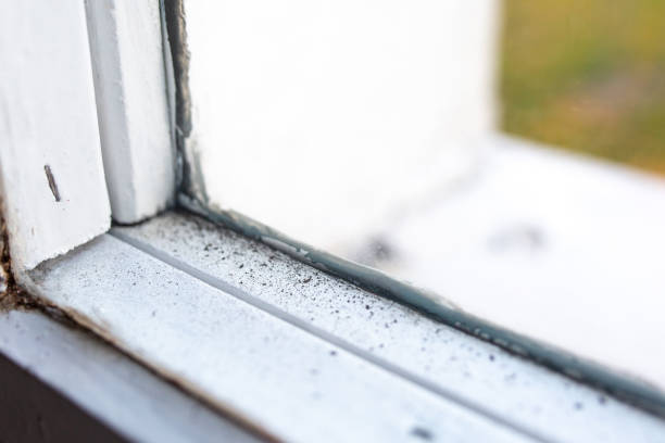 Best Biohazard Mold Removal  in Derby, CT