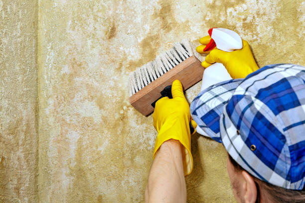 Best Comprehensive Air Testing for Mold Contaminants  in Derby, CT