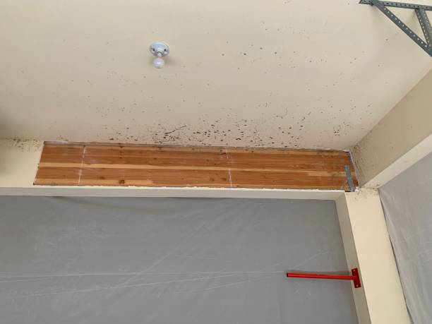 Best Emergency Mold Remediation  in Derby, CT