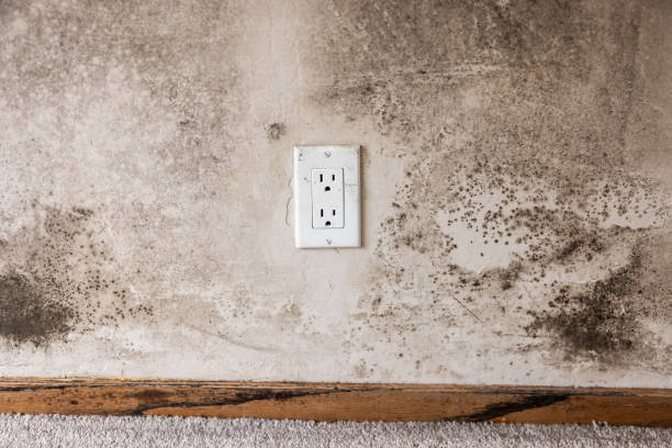 Best Mold Prevention Services  in Derby, CT