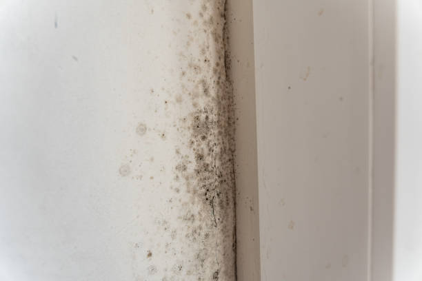 Dehumidification Services in Derby, CT