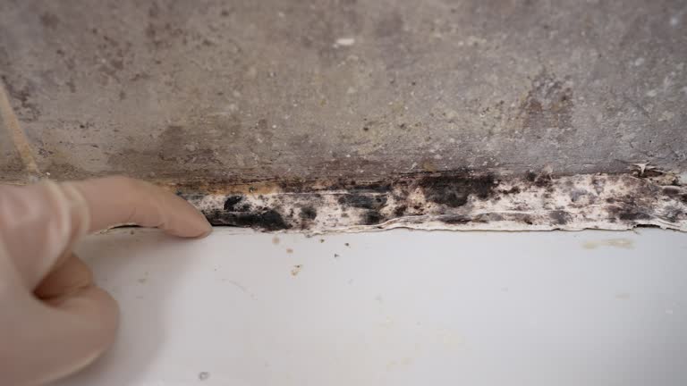 Best Attic Mold Removal  in Derby, CT
