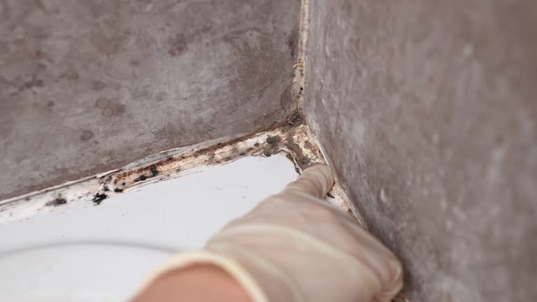 Best HVAC Mold Inspection and Cleaning  in Derby, CT